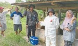 Flu Babi Merebak di Morut, Peternak Diminta Hentikan  Lalu Lintas Ternak