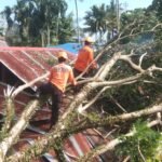 Hujan Deras Disertai Angin Kencang, Pohon Tumbang Timpa 2 Rumah Warga di Palopo