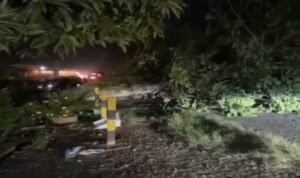 Puluhan Pohon Tumbang Akibat Hujan dan Angin Kencang di Luwu