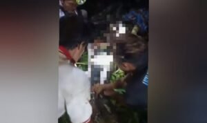 Video Ular Piton Telan Petani di Lutra Sulsel, Saat Dibelah Jasad Korban Masih Utuh