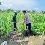 Polsek Bahodopi Dukung Program Lahan Produktif untuk Swasembada Pangan di Desa Dampala