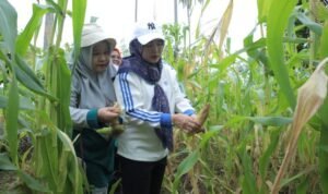 Ketua PKK Asahan Panen Raya Manfaatan Lahan di 2 Lokasi Hatinya PKK