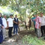 Bupati Luwu Salurkan Sapi Kurban Bantuan Presiden Prabowo seberat 808 Kilogram