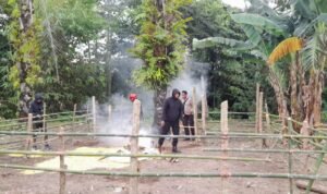 Polisi Bongkar Arena Sabung Ayam di Palopo, Pelaku Kabur Tinggalkan Lokasi