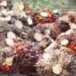 Pekerja Pemanen PTPN IV Kebun Julok Tetap Bekerja di Hari Minggu Demi Kejar Target RKAP