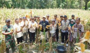 Bupati Luwu Panen Jagung Bersama Petani di Desa Binturu