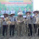 Teguhkan Komitmen Kemandirian Pangan, Bupati Asahan Hadiri Panen Raya Jagung di Tinggi Raja