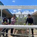 Dorong Kemandirian Warga Binaan, Rutan Ambon Perluas Lahan Hidroponik dan Organik